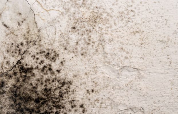 Mum’s battle to escape mouldy home with soaking wet beds