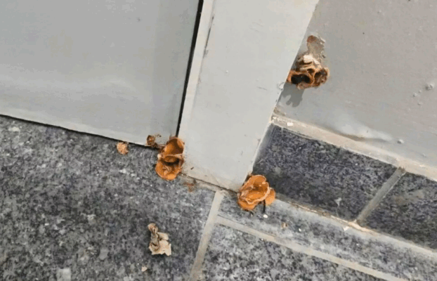 Tenant ‘disgusted’ to find MUSHROOMS growing in apartment