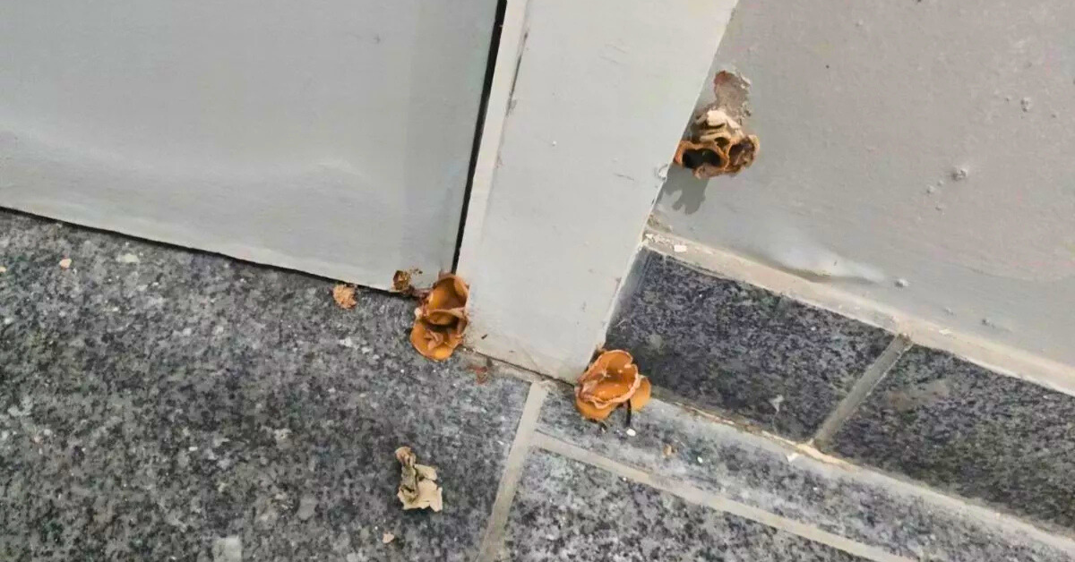 Tenant ‘disgusted’ to find MUSHROOMS growing in apartment