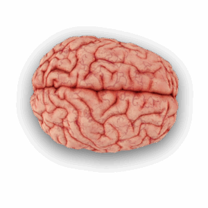 A human brain, seen from the top down, and lightly accentuated by a tasteful drop shadow.