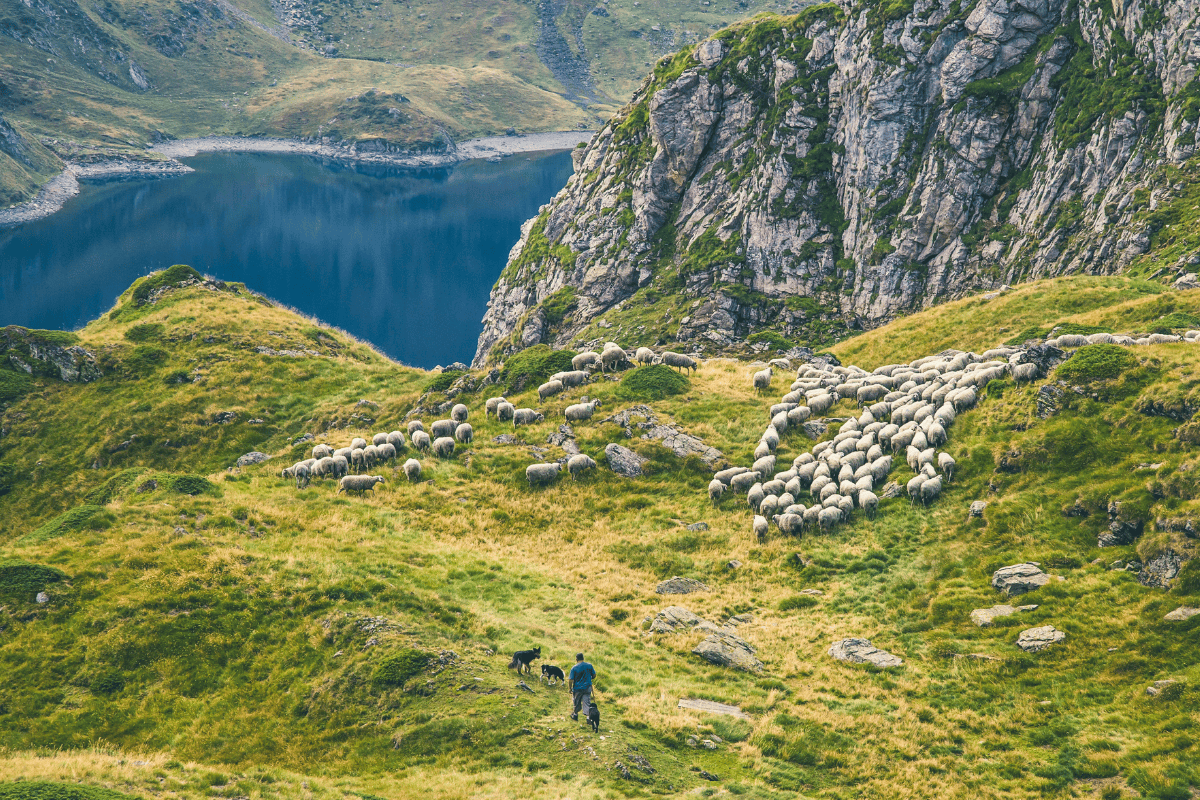 A Welsh shepherd is seen wandering the mountains of Snowdonia, accompanied by a seasoned trio of Border Collies. Ahead of him, his flock of sheep muster together.